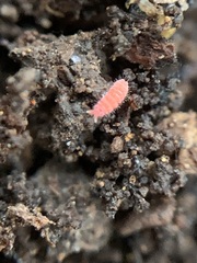 Bilobella braunerae