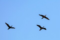 Phalacrocorax fuscicollis