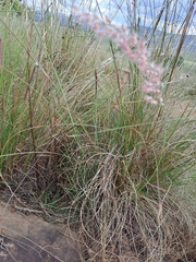 Melinis repens