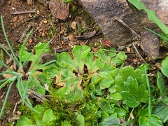 Riccia gougetiana