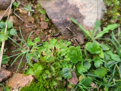 Riccia gougetiana