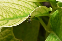 Parancistrocerus pensylvanicus