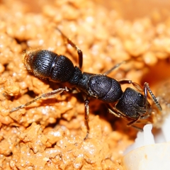 Pseudoneoponera rufipes