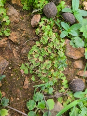 Riccia gougetiana