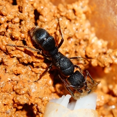 Pseudoneoponera rufipes