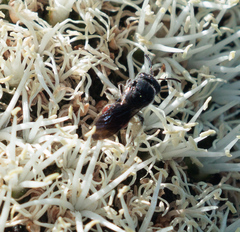 Parasphecodes
