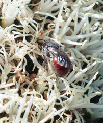 Parasphecodes