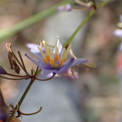Dianella caerulea producta