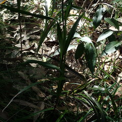 Dianella caerulea producta