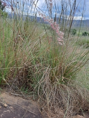 Melinis repens