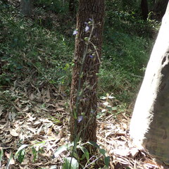 Dianella caerulea producta