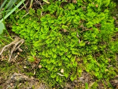 Gongylanthus ericetorum