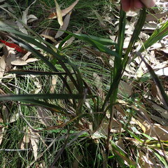 Dianella caerulea producta
