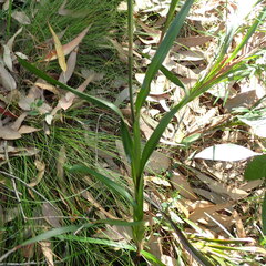 Dianella caerulea producta