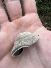 Auricularia nigricans