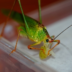 Phaneroptera nigroantennata