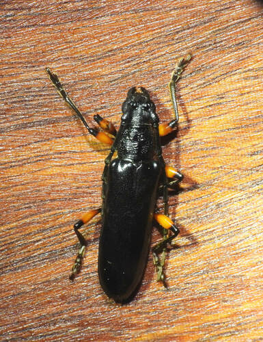 Sphallotrichus bidens