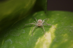 Olios