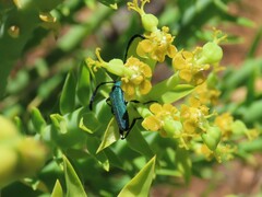 Hypocrites scabriusculus