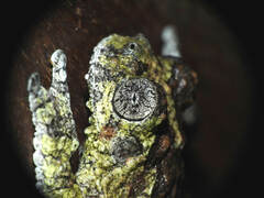 Dendropsophus marmoratus