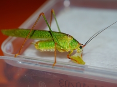 Phaneroptera nigroantennata