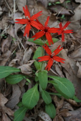 Silene virginica