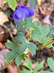 Aconitum uncinatum