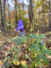 Aconitum uncinatum