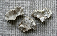 Cerrena unicolor