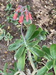 Cotyledon