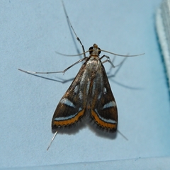 Strepsinoma croesusalis