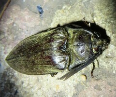 Tetralobus flabellicornis