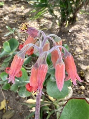 Cotyledon
