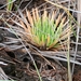 Syngonanthus umbellatus - Photo (c) Julien Piolain, algunos derechos reservados (CC BY-NC), subido por Julien Piolain