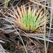 Syngonanthus umbellatus - Photo (c) Julien Piolain, some rights reserved (CC BY-NC), uploaded by Julien Piolain