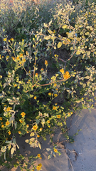 Heterotheca subaxillaris