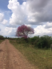 Handroanthus