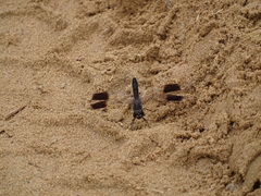 Brachythemis impartita