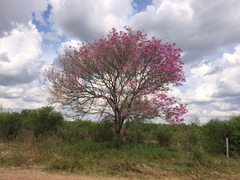 Handroanthus