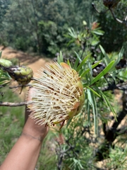 Leiocephalae