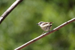 Saxicola tectes