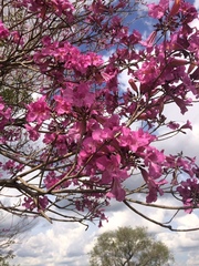 Handroanthus
