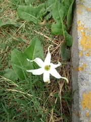 Jaborosa integrifolia