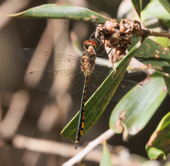 Hemicordulia continentalis