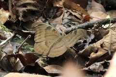 Dophla evelina