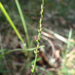 Entolasia stricta
