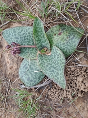 Ledebouria ovatifolia