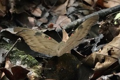 Dophla evelina
