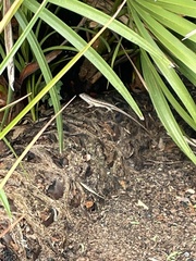 Sceloporus woodi