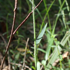 Entolasia stricta